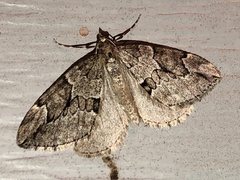 Thera juniperata