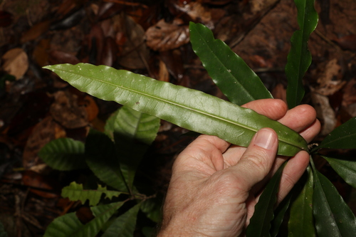 Image of Cerbera inflata by (c) Greg Tasney, some rights reserved (CC BY-SA)