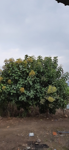 Tectona grandis