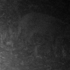 Sus scrofa leucomystax