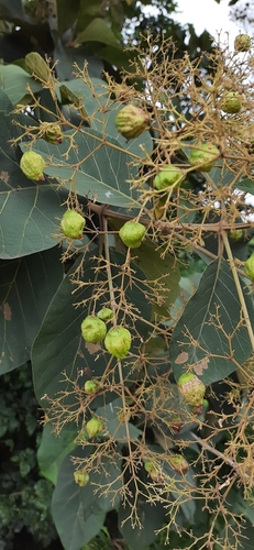 Tectona grandis
