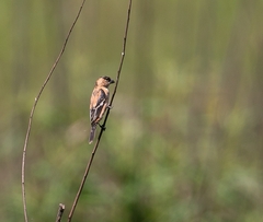 Sporophila hypoxantha