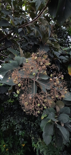 Tectona grandis