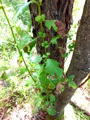 Salix pyrolifolia