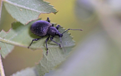 Otiorhynchus pinastri