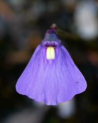 Utricularia oppositiflora