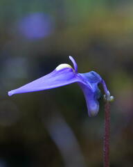 Utricularia oppositiflora