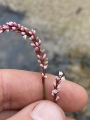 Persicaria attenuata