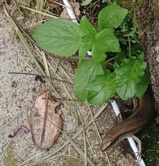 Eutropis multifasciata