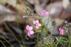 Stylidium scandens