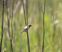 Sporophila