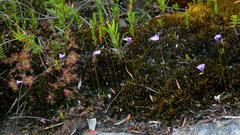 Utricularia oppositiflora