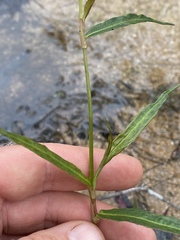 Persicaria attenuata