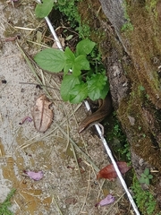 Eutropis multifasciata