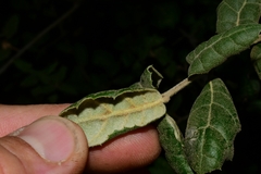 Quercus agrifolia oxyadenia