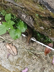 Eutropis multifasciata