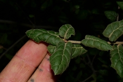 Quercus agrifolia oxyadenia