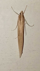 Orocrambus angustipennis