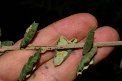 Quercus agrifolia oxyadenia