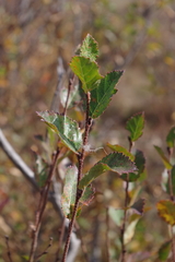 Betula fruticosa