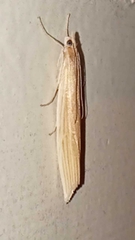Orocrambus angustipennis