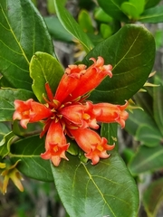 Burchellia bubalina