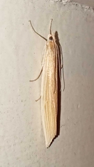 Orocrambus angustipennis