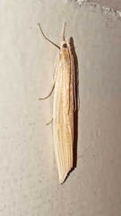 Orocrambus angustipennis