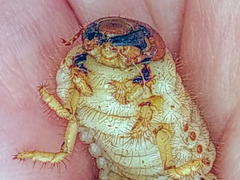 Pentodon bidens punctatus