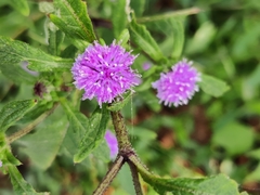 Cyanthillium cinereum