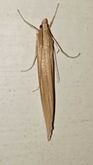 Orocrambus angustipennis
