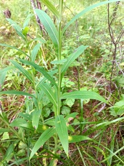 Saussurea parviflora