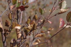 Betula fruticosa