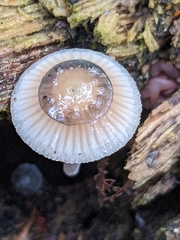 Mycena subcaerulea