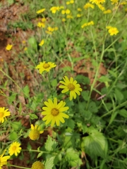 Senecio inaequidens
