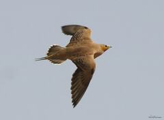 Pterocles senegallus