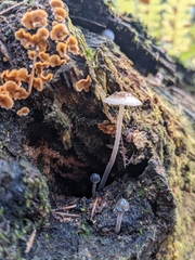 Mycena subcaerulea