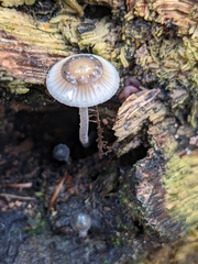 Mycena subcaerulea