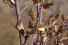 Betula fruticosa