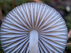 Mycena subcaerulea