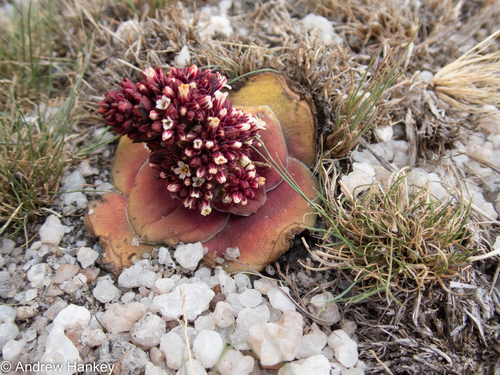 Crassula compacta