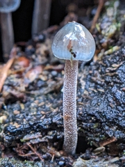 Mycena subcaerulea