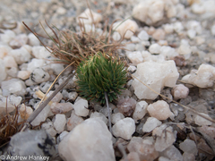Psammotropha myriantha