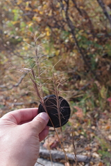 Elymus sibiricus