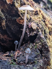 Mycena subcaerulea