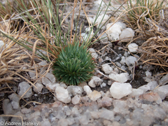 Psammotropha myriantha