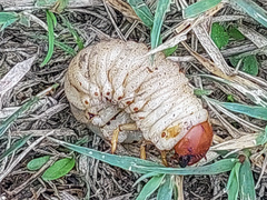 Pentodon bidens punctatus