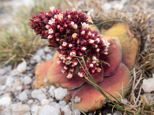 Crassula compacta