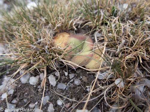 Crassula compacta