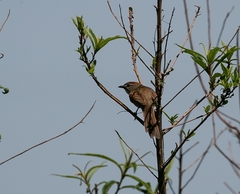 Synallaxis albescens